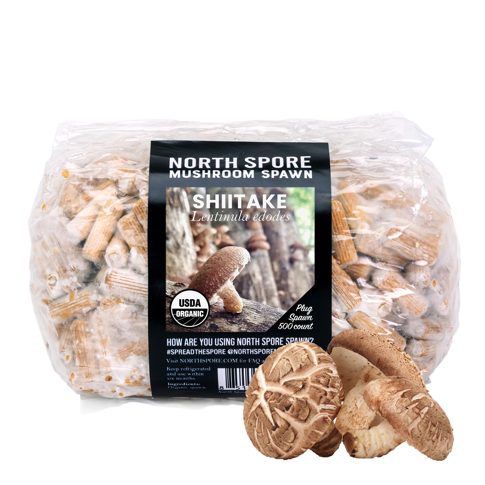 Organic Shiitake (500 ct) Mushroom Plugs for Logs | Premium Quality Mushroom Plug Spawn | Handmade in Maine, USA | Grow Gourmet Mushrooms Outdoors on Logs | Lentinula edodes