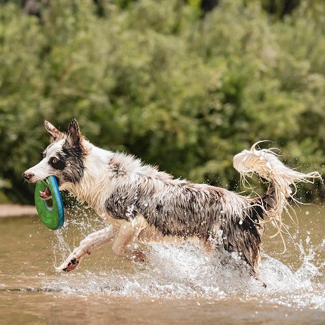 Foto 3 de 8 de Chuckit! 18100 Zipflight Juguete de Perros, Frisbee Flotando y Revoloteando, M