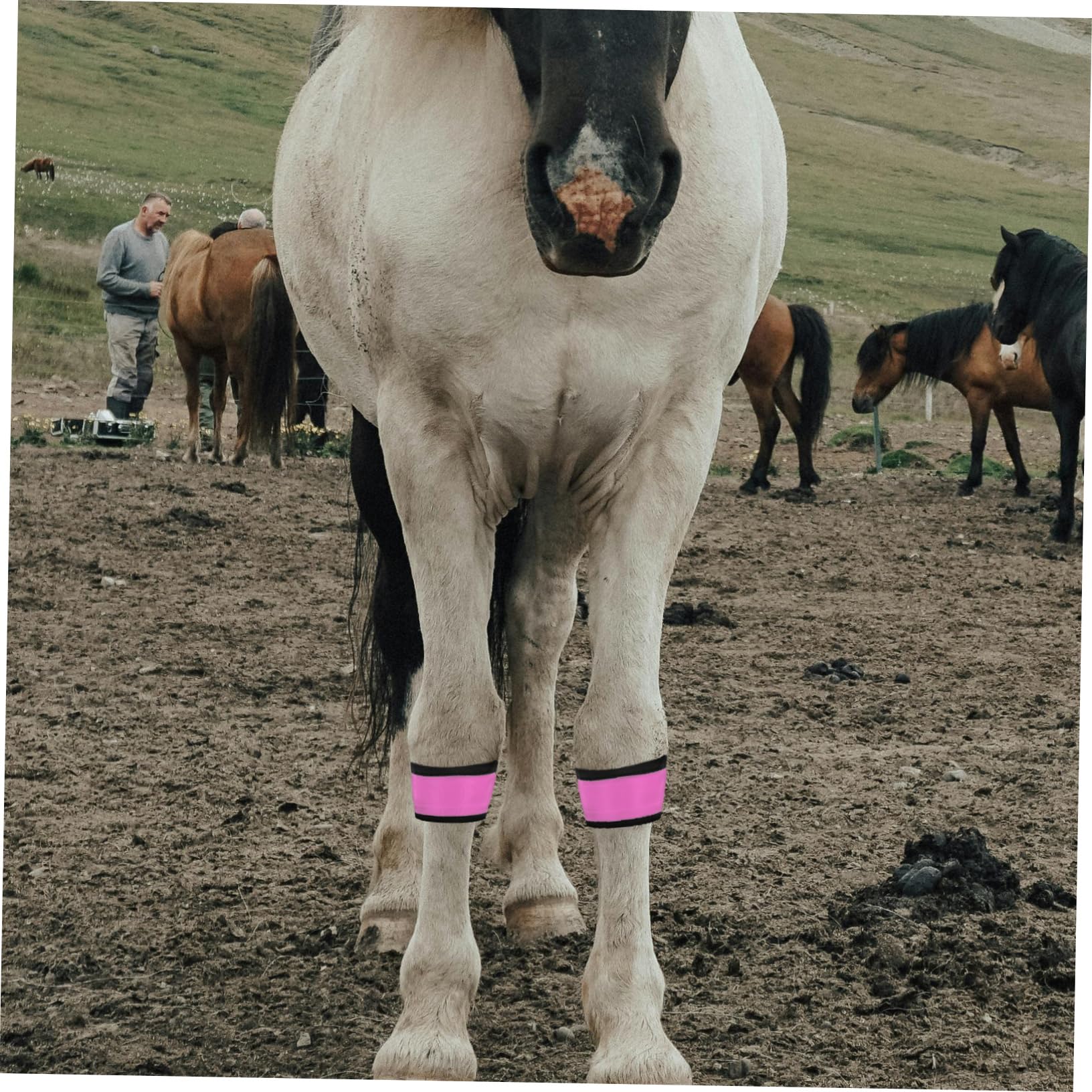 COLLBATH 4 Stück Leuchtendes Pferdebeinband aus Stoff Pferde Zubehör mit Hoher Sichtbarkeit und Verschleißfest für Sicheres Reittraining und Outdoor Aktivitäten