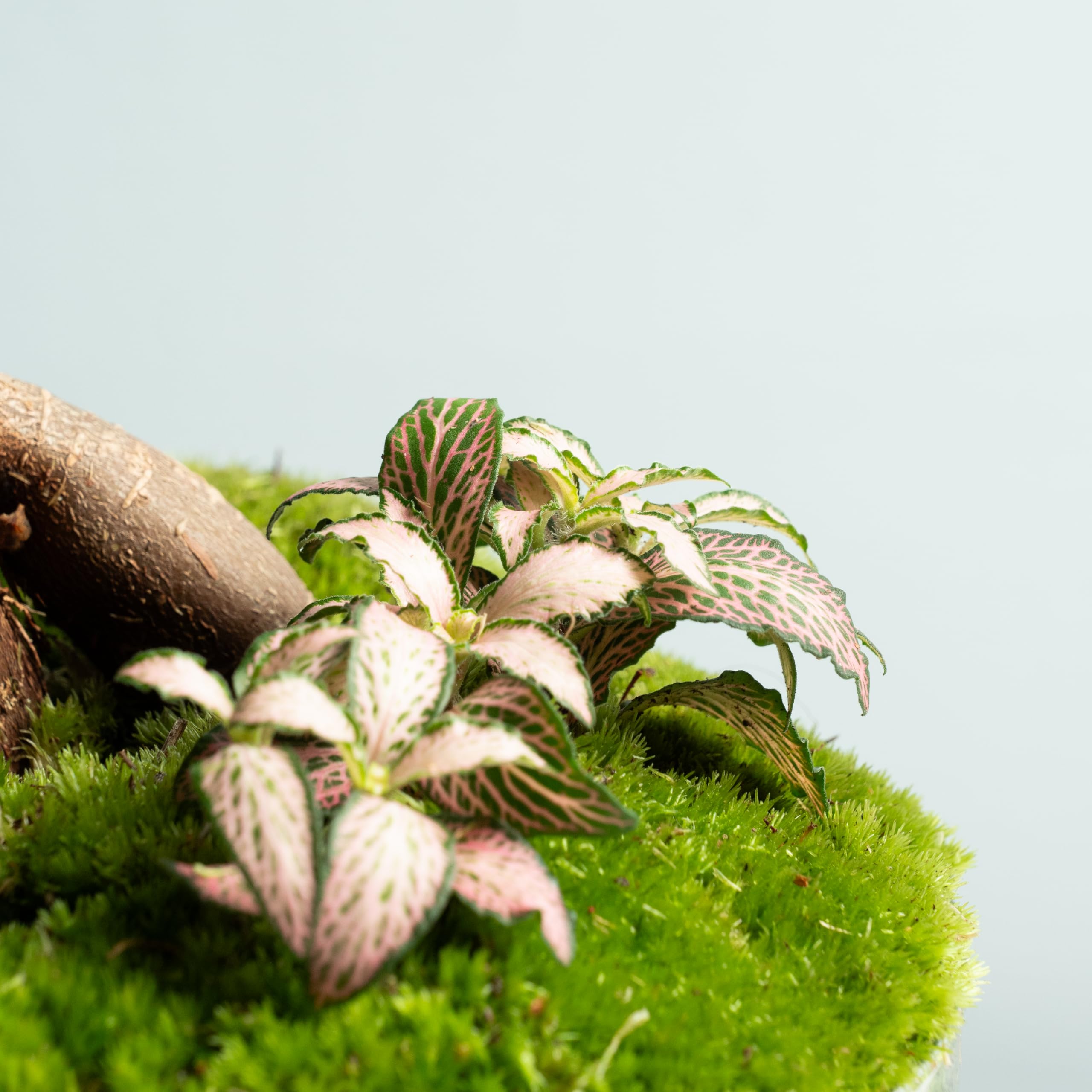 Terrario Plantas de Cristal | Recipiente con Ficus Ginseng y Fitonia | Jardín Eterno | Omotesando | Plantas Naturales | Ecosistema Natural | Jardín en un Bol | Regar una Vez al año | Midori