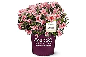 Autumn Sunburst Encore Azalea: 1 Gallon Coral Pink