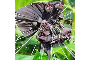 3 Black Bat Flower Tacca Chantrieri Plants Live for Gardening, Black Orchid...