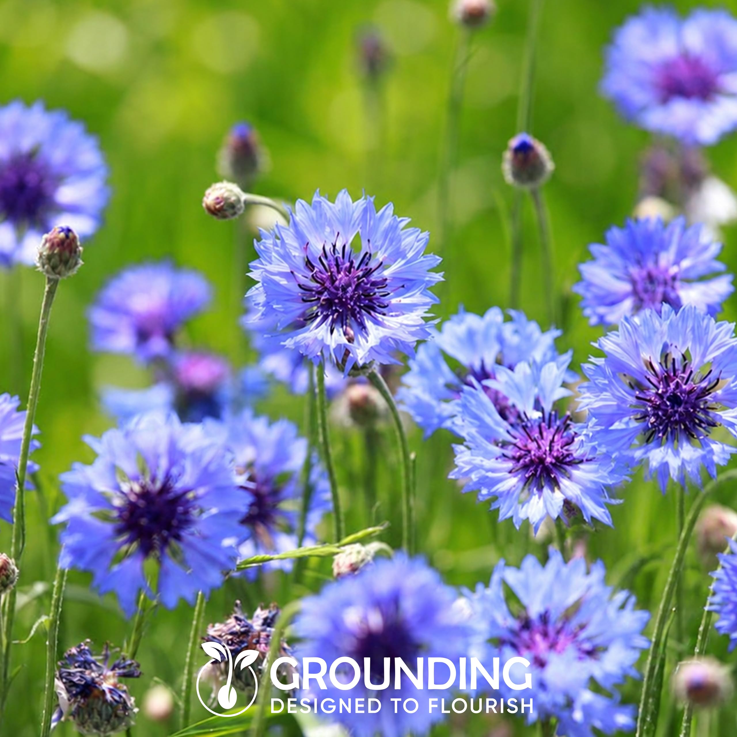 Grounding - Nasiona chabra bławatka pełnego niebieskiego (Centaurea cyanus), 3000+ nasion - Pełne, intensywnie niebieskie kwiaty na rabaty i łąki kwietne, doskonałe na kwiat cięty - Jakość europejska