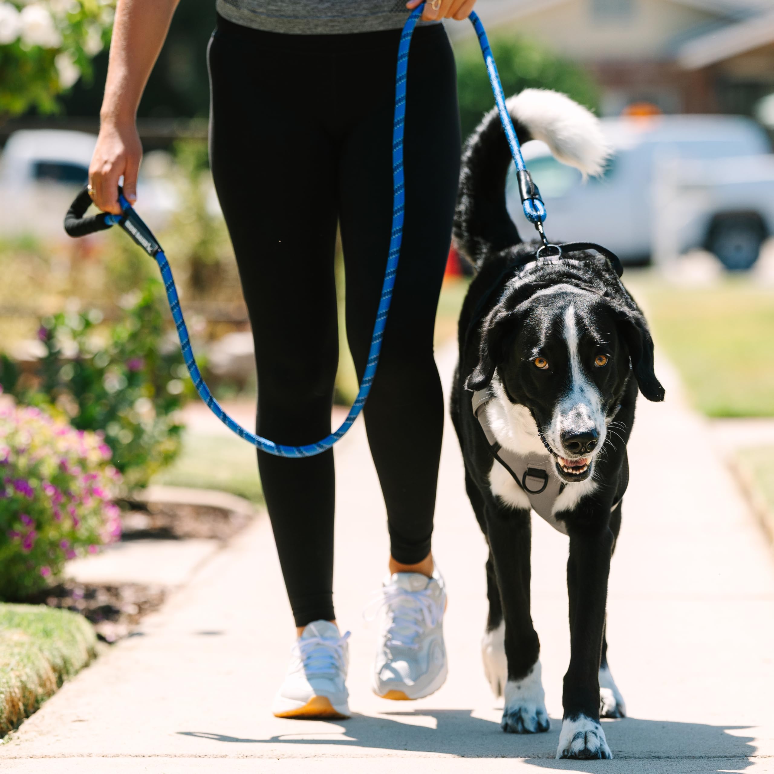 cat leash long Long Bungee Cat Leash 14ft  Shock-Absorbing