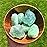 Zenkeeper 1Lb Green Fluorite Crystal Rocks Raw Stones for Tumbling, Green Natural Fluorite Crystals Bulk Rough Gemstone for Jewelry Making, Healing, Meditation, Sculpture
