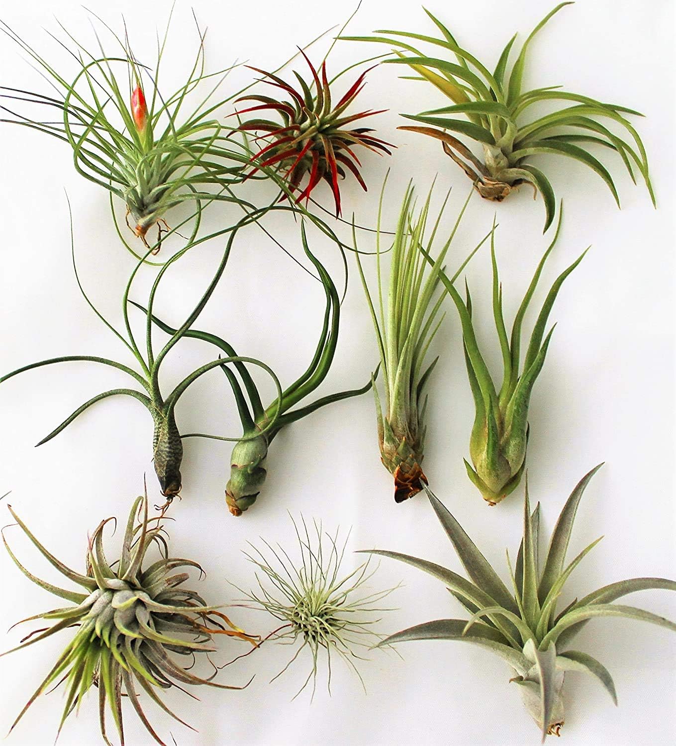 Tillandsia Mix - 6 Plants - Indoor Live Air Plant for House Vivarium Terrarium - No Soil Required