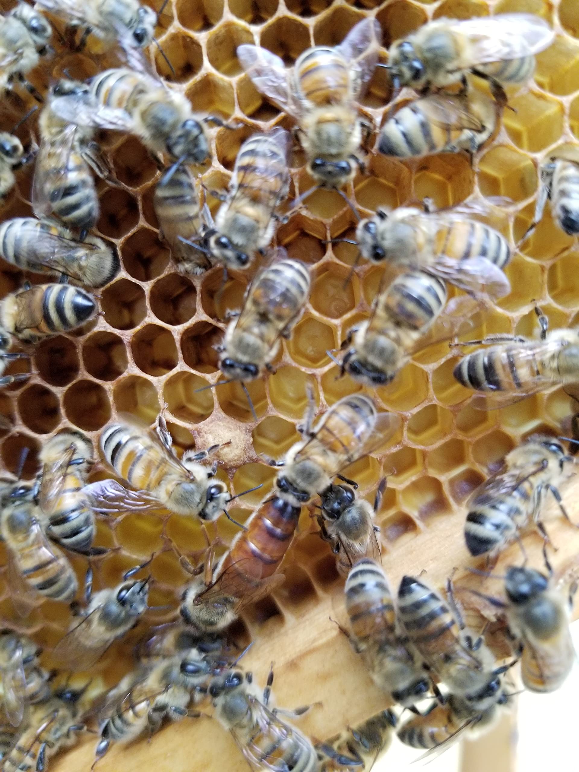 Matcha Green Honey Tea — view 8