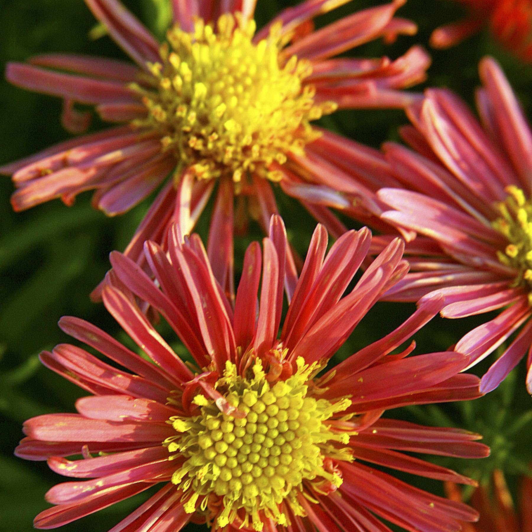 Perfect Plants Aster dumosus Jenny Perennial Plant in 13cm Pot – Michaelmas Daisy, Bright Pink Flowers, Hardy for Garden Borders