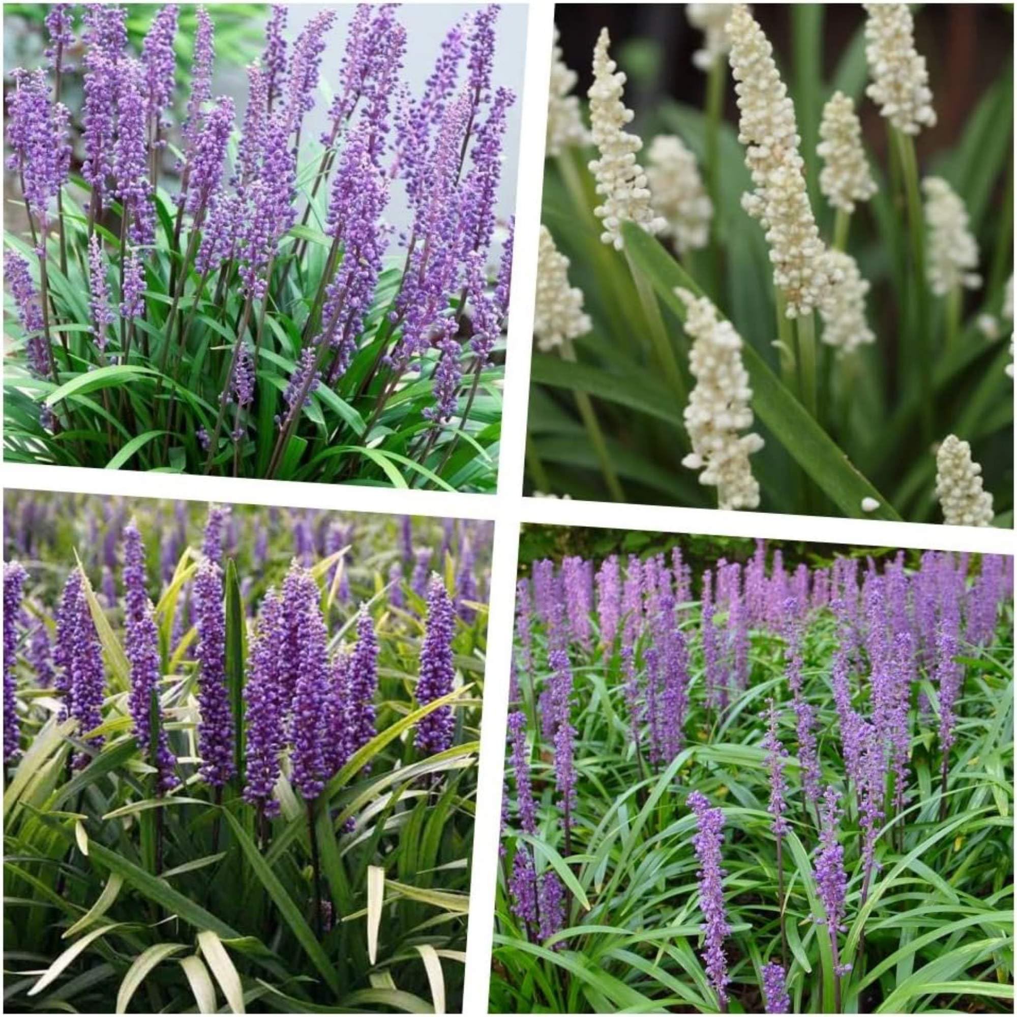 Stauden Gänge 4 x Liriope muscari Kollektion Lilientraube Mix winterhart