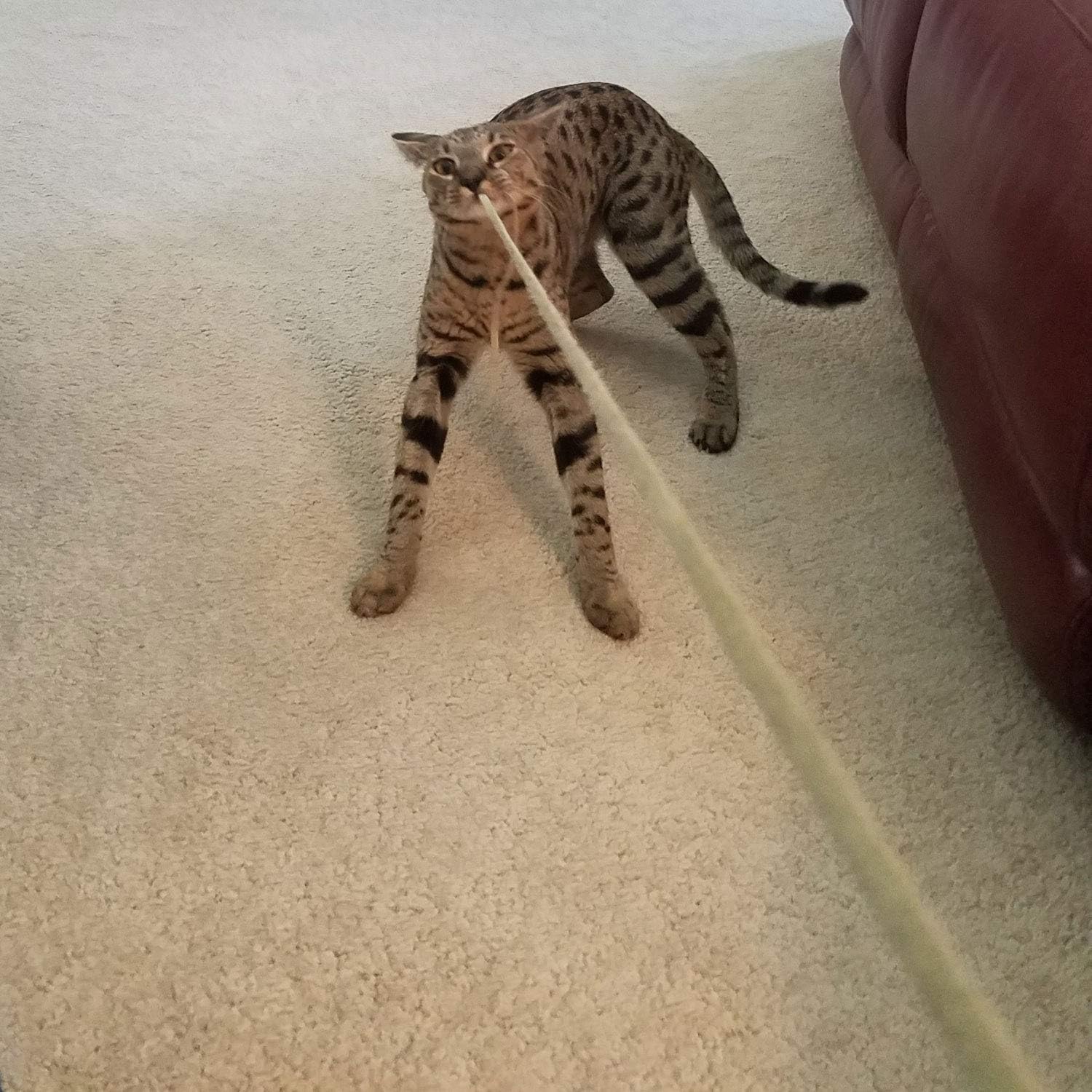 Kitty Leather Fling String - Interactive Cat and Kitten Toy - USA Made, USA Leather (Buffalo Leather on Birch Wand)