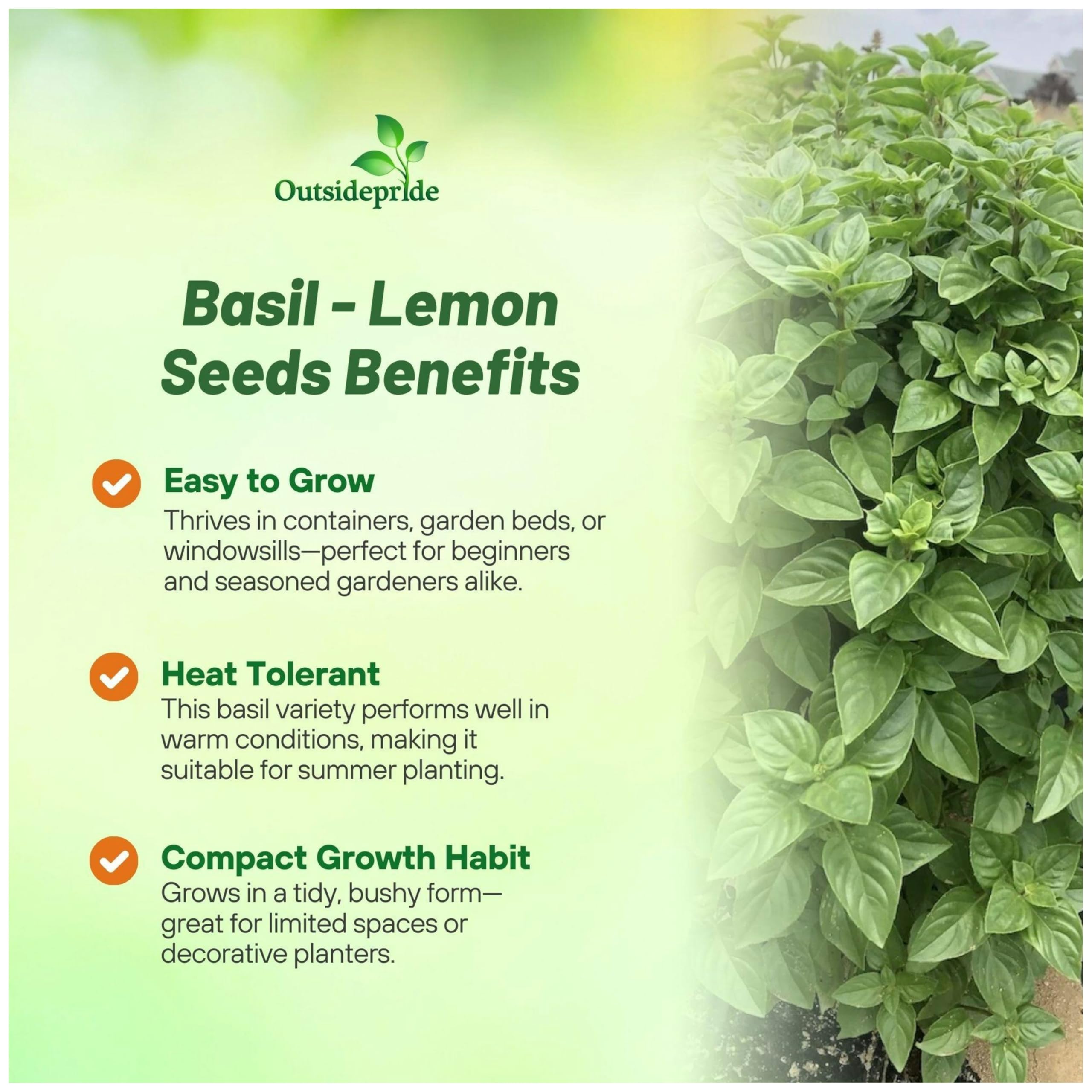 Amazon.com : Outsidepride Lemon Basil Seeds for Planting - 5000 Pcs Easy to  Grow Annual Herb Garden Seeds with Aromatic & Flavorful Foliage for  Containers, Companion Planting, Indoors & Outdoors : Basil