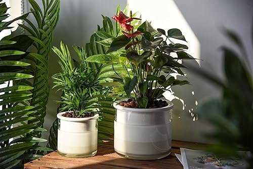 Miniatura 2 de Phoenix Vine Macetas de riego automático de 6 pulgadas y 4 pulgadas, macetas de terracota blanca de diseño para plantas, macetas de terracota