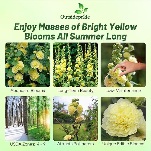 Miniatura 2 de Outsidepride 100 semillas perennes de Alcea rosea doble amarillo Hollyhock semillas de flores para plantar