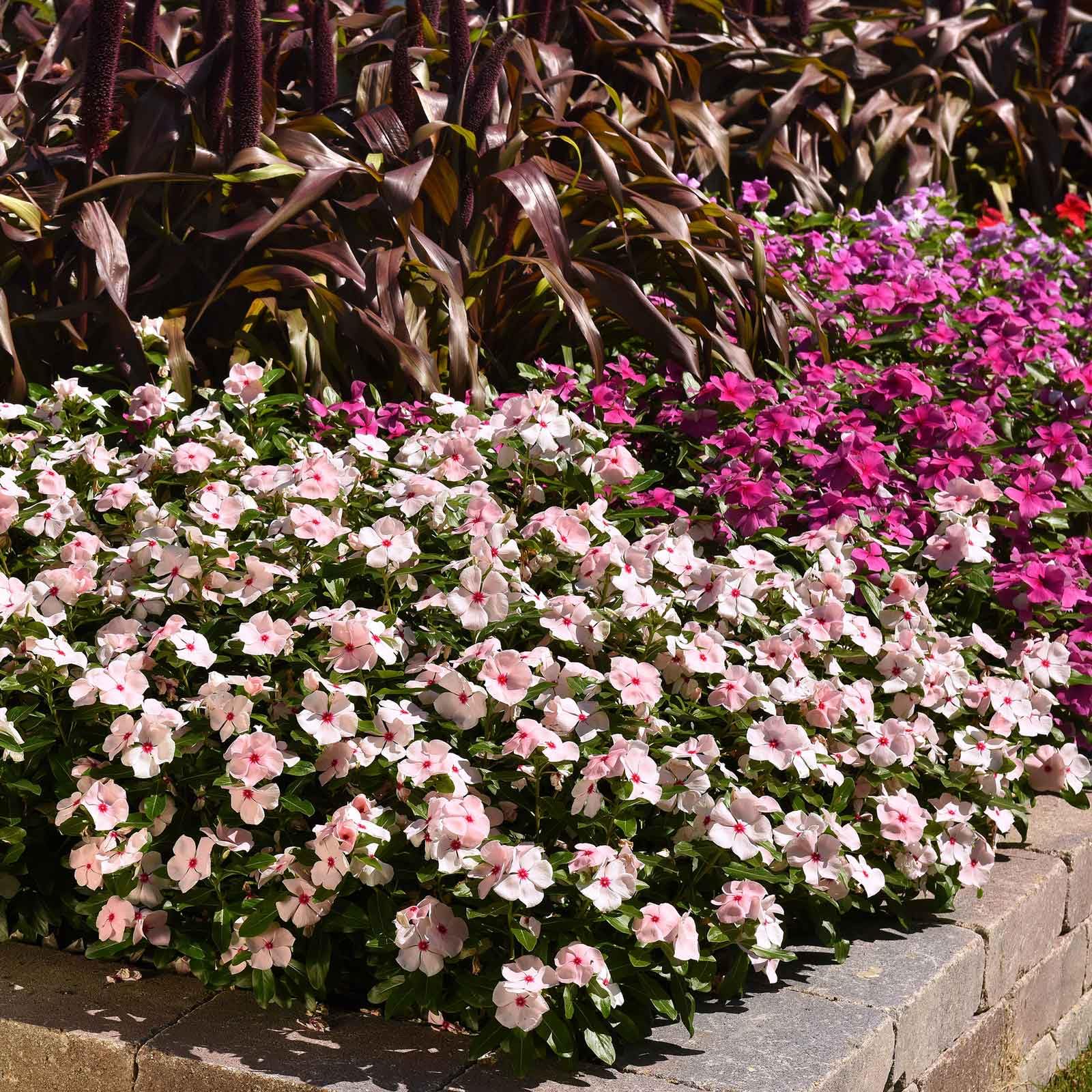 Amazon.com : Eden Brothers Vinca Seeds - Valiant Apricot : Patio