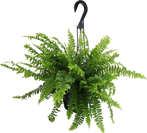 Miniatura 3 de Planta viva colgante de helecho Boston, maceta de 6 pulgadas para plantas, helechos plantas vivas al aire libre, planta apta para mascotas, plantas