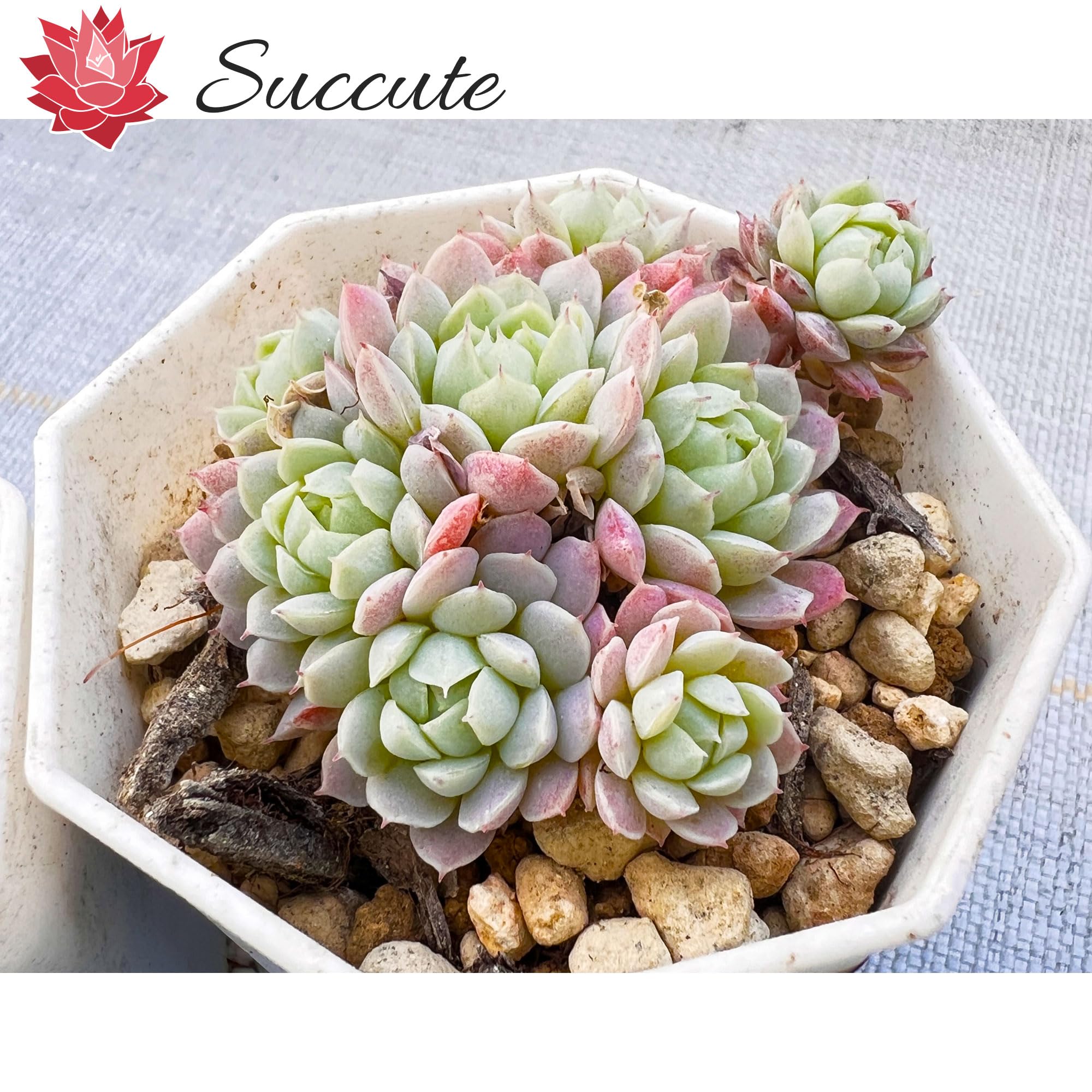 Top【選抜株】多肉植物　9252ヘイル（雹/ヒョウ）　35個　鉢無し/脱土 Amazon.co.jp: 【Succute】 多肉植物 群生 ヘイル（雹/ヒョウ） 韓国苗