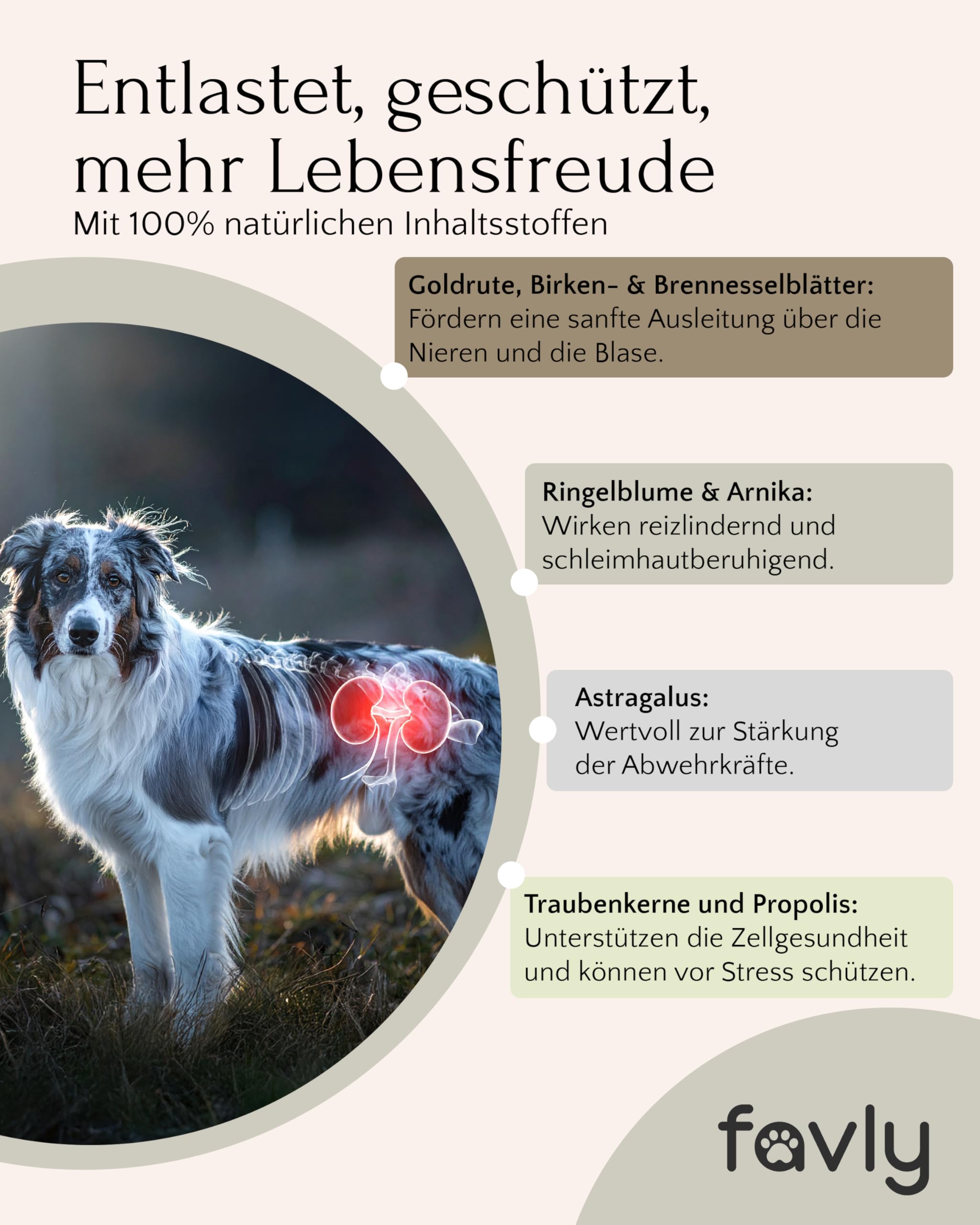 FAVLY – UROCARE Nieren & Blase Pulver 250g für Hunde & Katzen – Futtertopping zur Unterstützung bei Harnstein, Infekt & CNI – mit Arnika, Propolis, Ringelblume & Kokos – Ohne Getreide & Zusätze