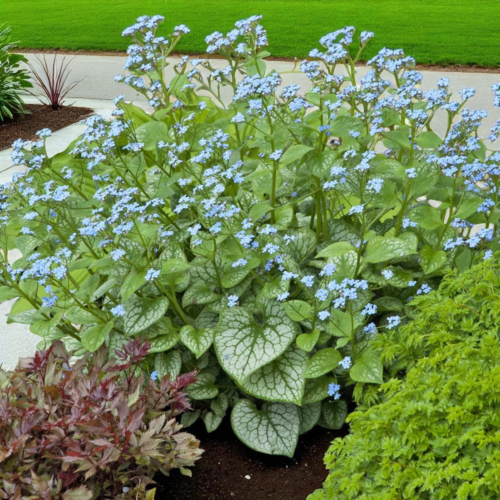 Carbeth Plants Brunnera Jack Frost Bare Root - Silver Foliaged Clump Forming Perennial - Shade Loving Shrub with Blue Flowers in Spring for Garden Borders (1)