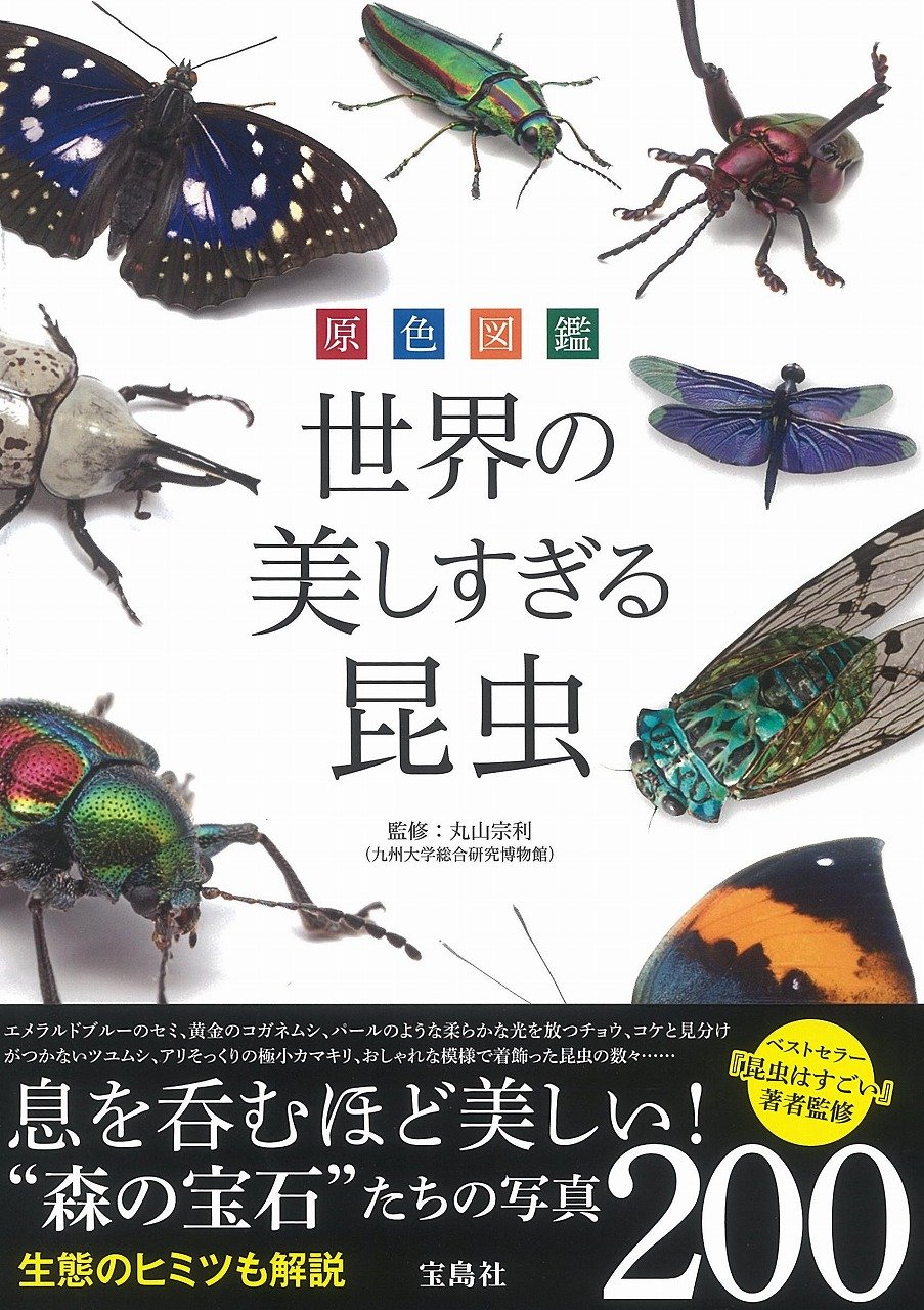 原色図鑑 世界の美しすぎる昆虫 丸山 宗利 本 通販 Amazon