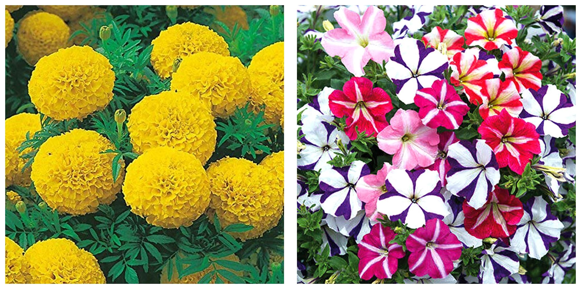 Kraft Seeds African Marigold Garden Flower Seeds (1 Packet, Yellow,5gm) & Kraft Seeds Petunia Flower Seeds (1 Packet, Mix 50 Seeds) (B0CCV13DG2) Amazon Price History, Amazon Price Tracker