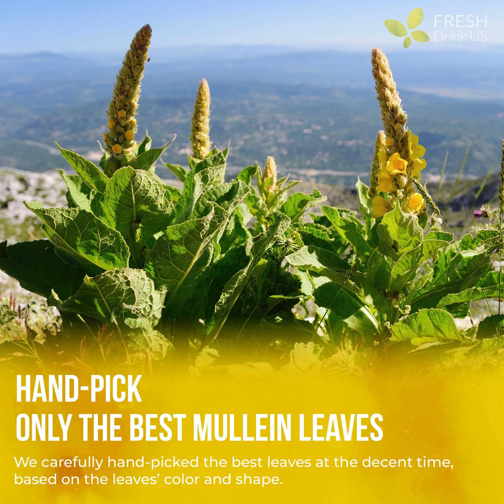 FreshDrinkUS, Premium 35 Mullein Leaf Tea Bags For Lung, 100% Natural & Pure from Mullein Leaves. Loose Leaf Mullein Herbal Tea. Made with Natural Material Tea Bags. No Sugar, No Caffeine, No Gluten, Vegan.