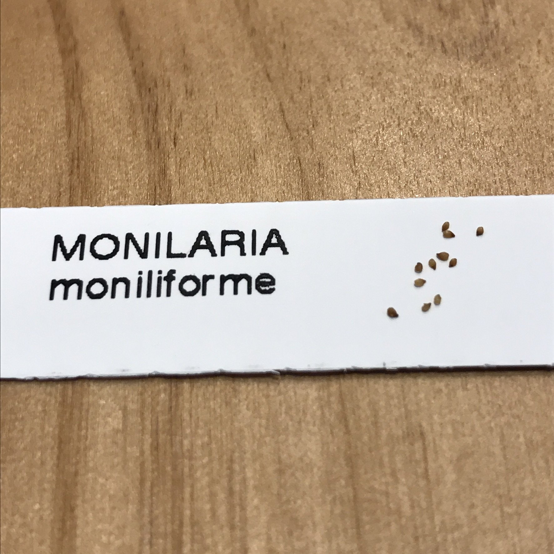 Amazon | 栽培セット 種子10粒 うさぎの耳 モニラリア 多肉植物 取説付