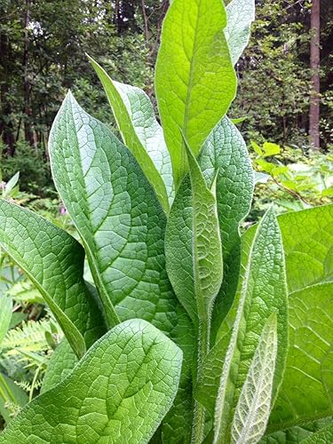 Miniatura 2 de Live Russian Comfrey Root, Bocking 14 Cultivar por Verdant Treasures