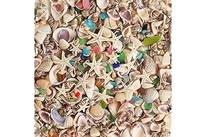 Miniature Seashells for Unforgettable Crafts: Dive into Creative Delights