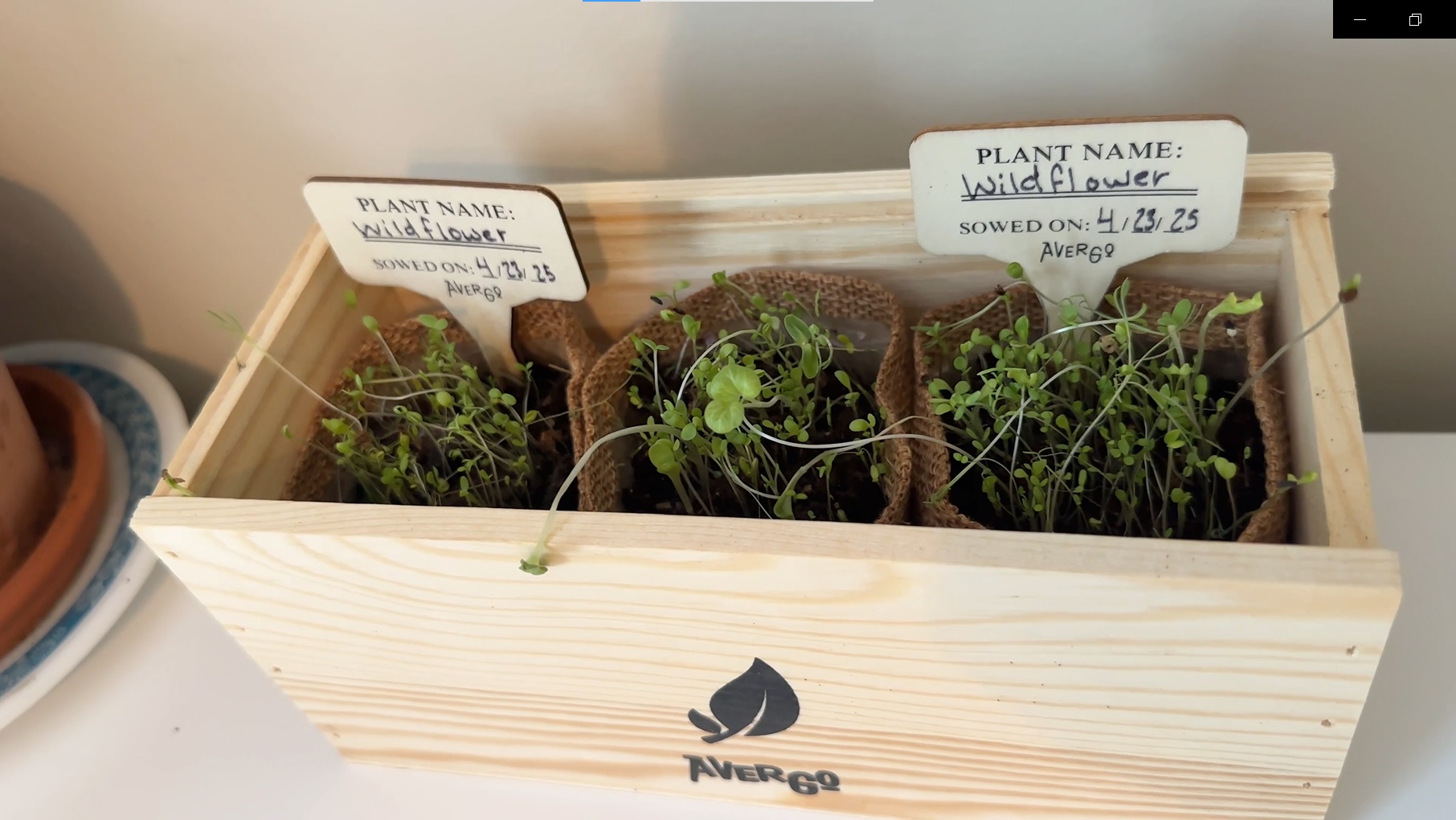 Amazon.com : AVERGO Wildflower Seed Mix Growing Kit - Perennial