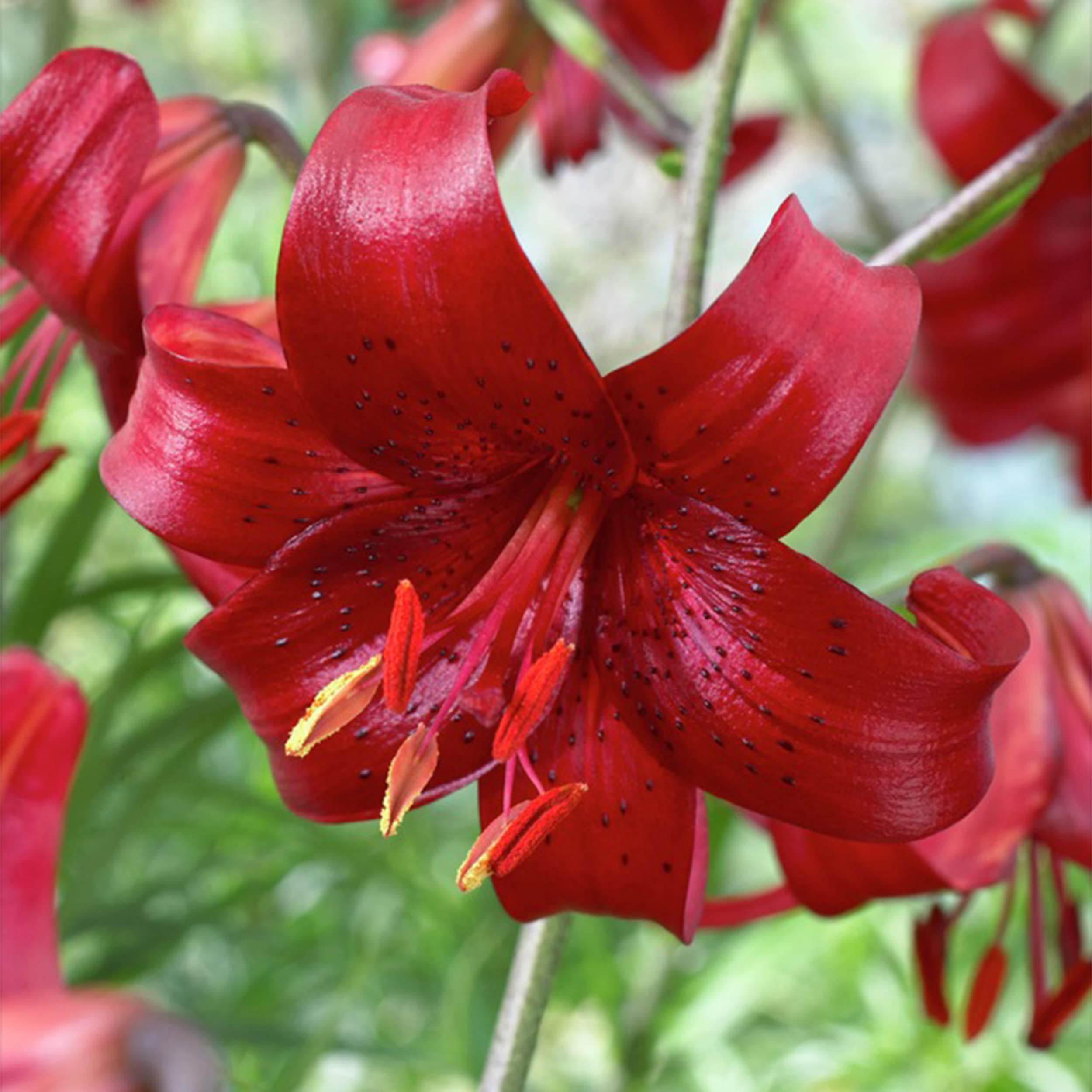 Garden State Bulb Red Velvet Asiatic Lily