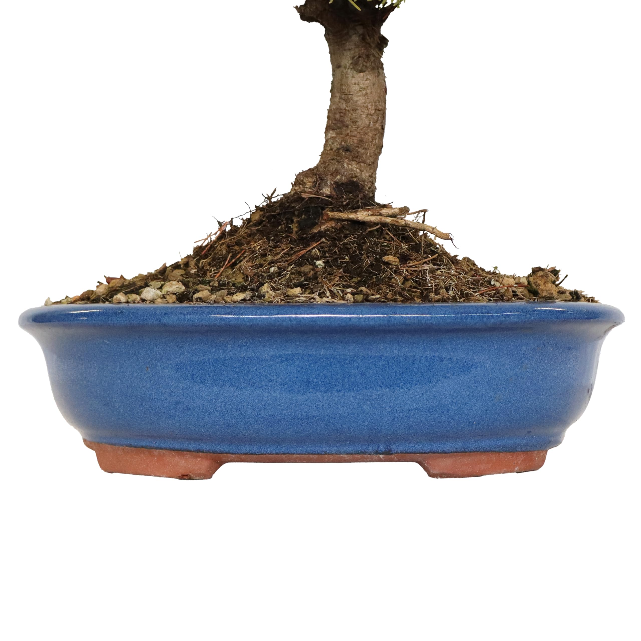 KENTIS - Bonsai di Pino Mugo - Pinus Mugo Mughus - Piante Vere da Esterno Ornamentali - Giardino Balcone Terrazzo - H 40/50 cm Vaso in Ceramica 30 cm