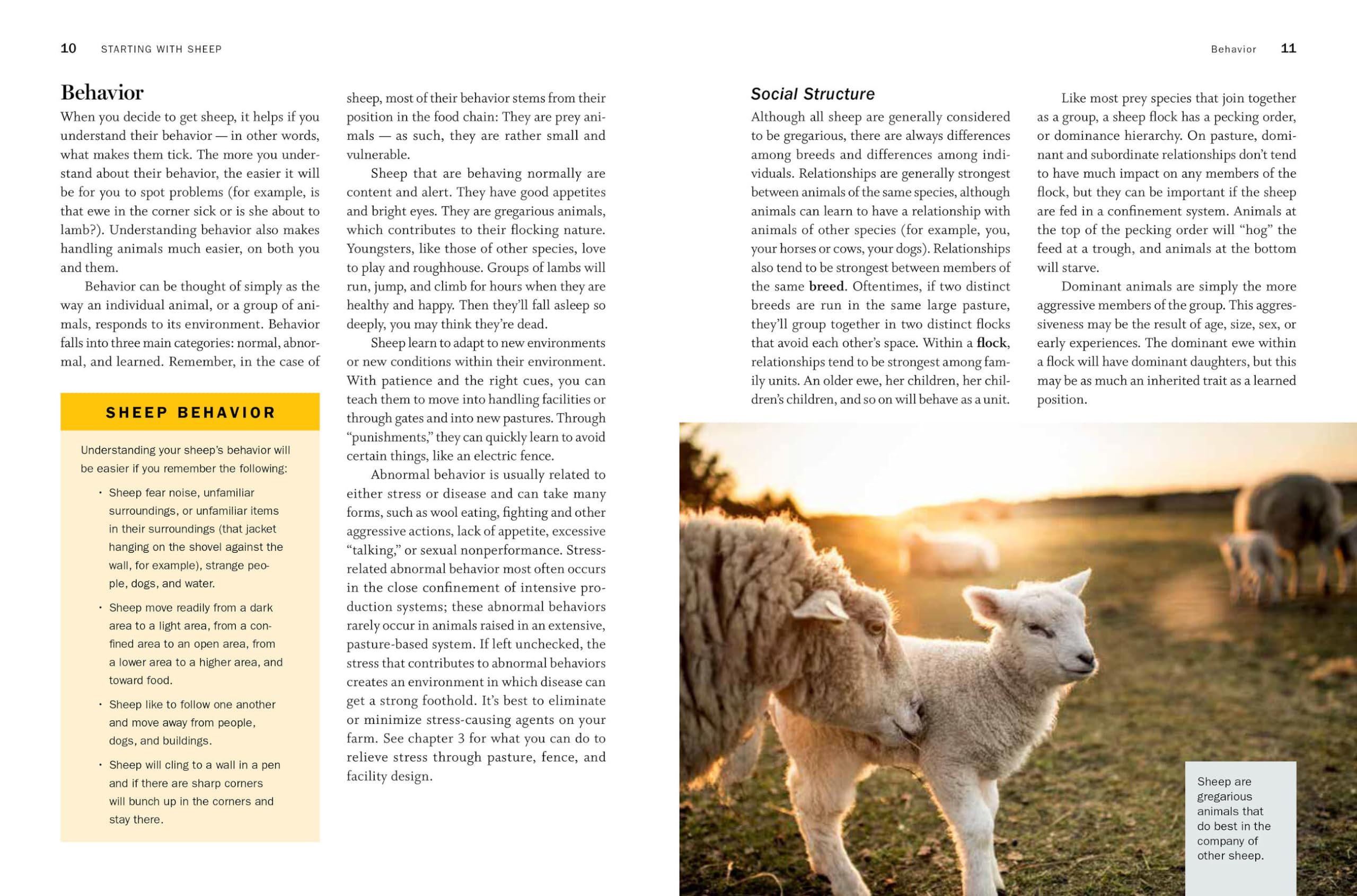 Storey's Guide to Raising Sheep, 5th Edition: Breeding, Care, Facilities (Storey’s Guide to Raising)