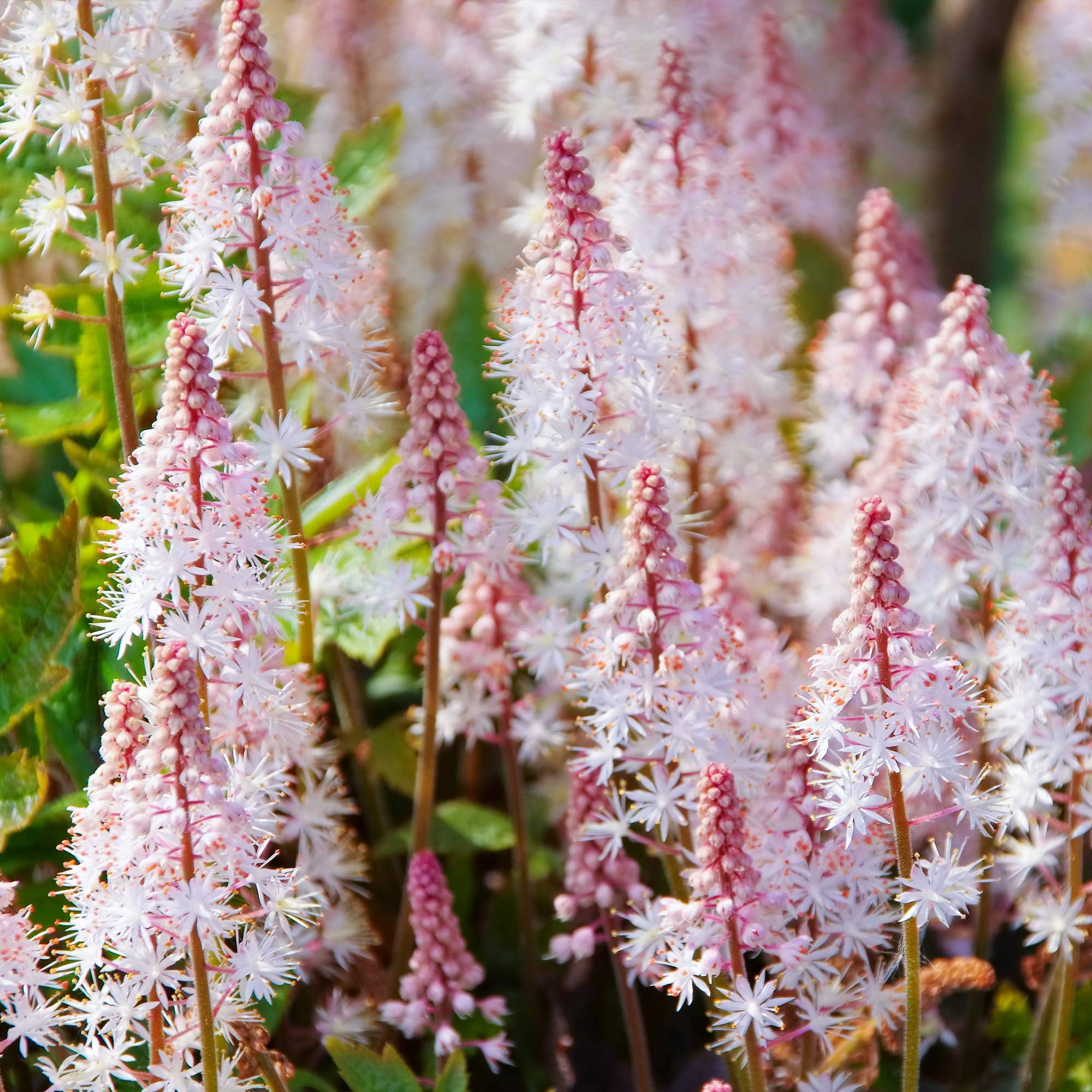 Tiarella Pink Skyrocket Potted Flowering Herbaceous Perennial Garden Shrub (20-30cm Incl. Pot)
