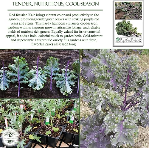 Miniatura 5 de Semillas rojas de col rizada rusa para plantar, más de 750 semillas de reliquia por paquete, semillas de jardín de Isla (semillas de jardín de