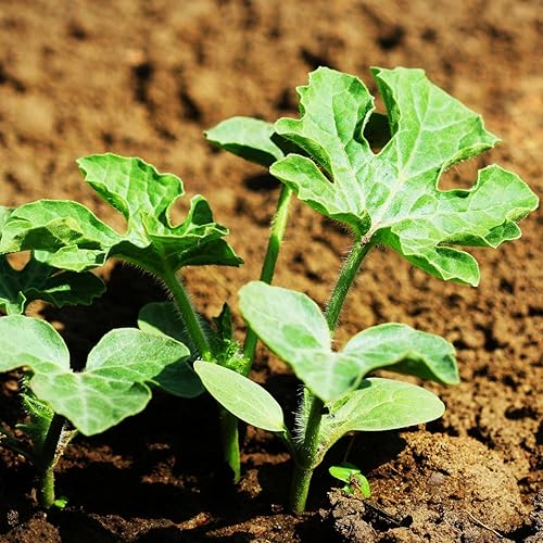 Miniatura 5 de Paquete de 100semillas Sugar Baby Sandía Citrullus lanatus semillas por las necesidades de semillas