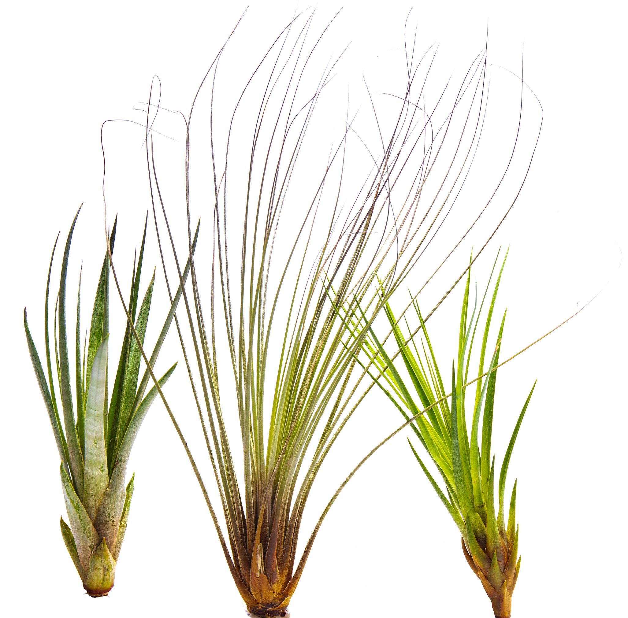 Tillandsia Air Plant Mix - 3 x Tall & Long Air Plant - Indoor Live Airplant for House Vivarium Terrarium - No Soil Required