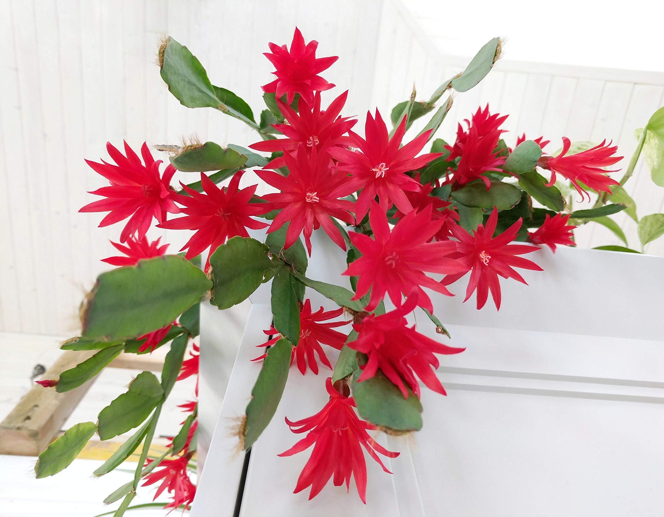 See full amazon price history chart for OrchidWala Red Flower Zygocactus Schlumberger 1 Live Plant OrchidWala Red Flower Zygocactus Schlumberger 1 Live Plant (B085F4T3DF) Amazon Price History, Amazon Price Tracker