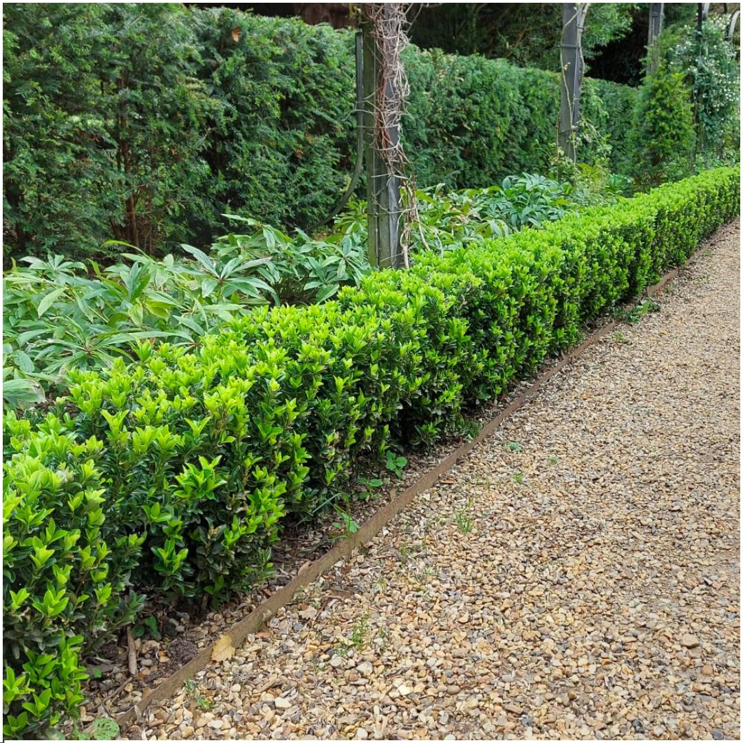 Euonymus 'Green Spire' | 72 piante - 15cm - Ø7cm