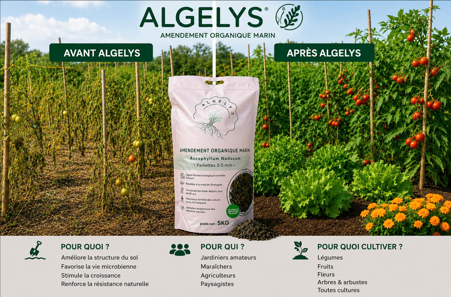 Ascophyllum nodosum bio – Algue marine broyée (Kelp) – Amendement naturel potager, jardin, cultures intensives – Fertilisant organique – Sac 5 kg