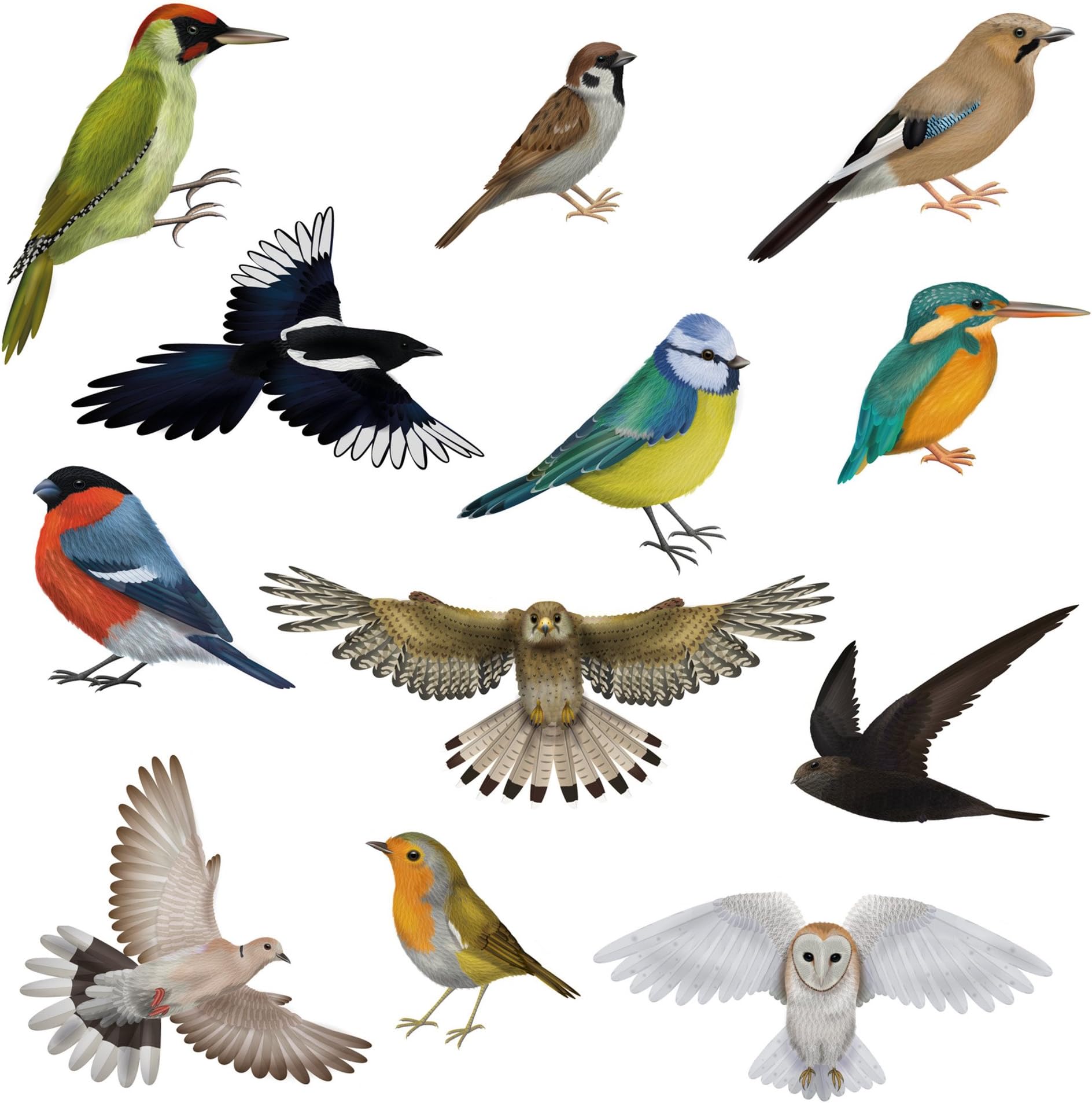 12 Brilliant Bird Window Clings 11 Different Birds & 1 Owl - Non-adhesive Stickers - Quickly Decorate and Brighten your Windows