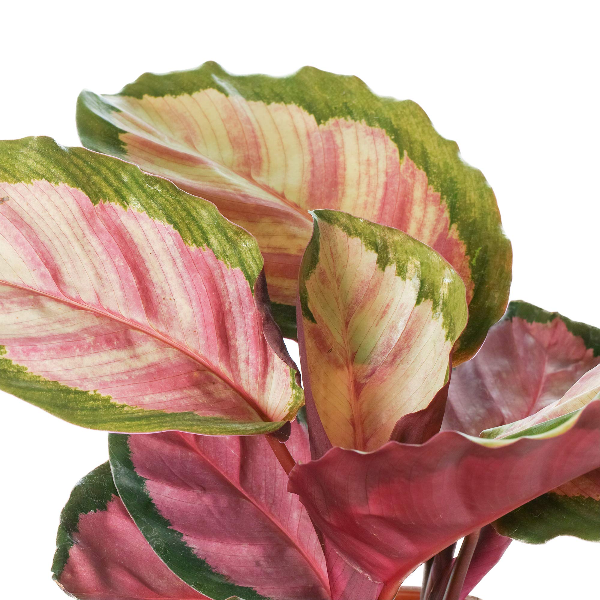 Calathea roseopicta Rosy Korbmarante Calathea Zimmerpflanze : Amazon.de:  Garten