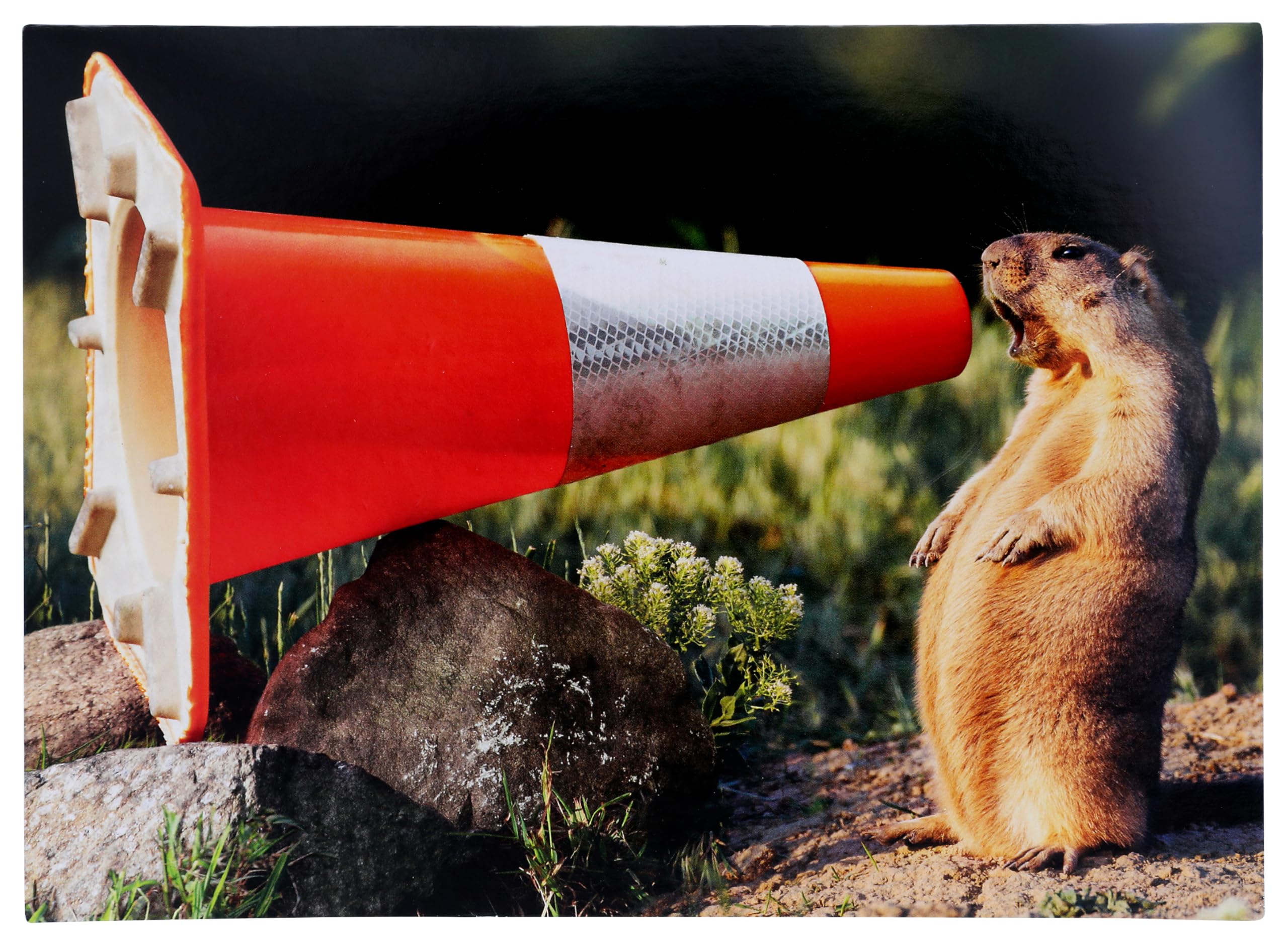 Avanti Press Groundhog Yelling Into Construction Cone Funny/Humorous Congratulations Card