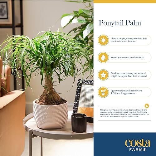 Miniatura 6 de Costa Farms - Maceta de cerámica