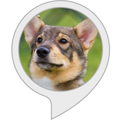 swedish vallhund facts