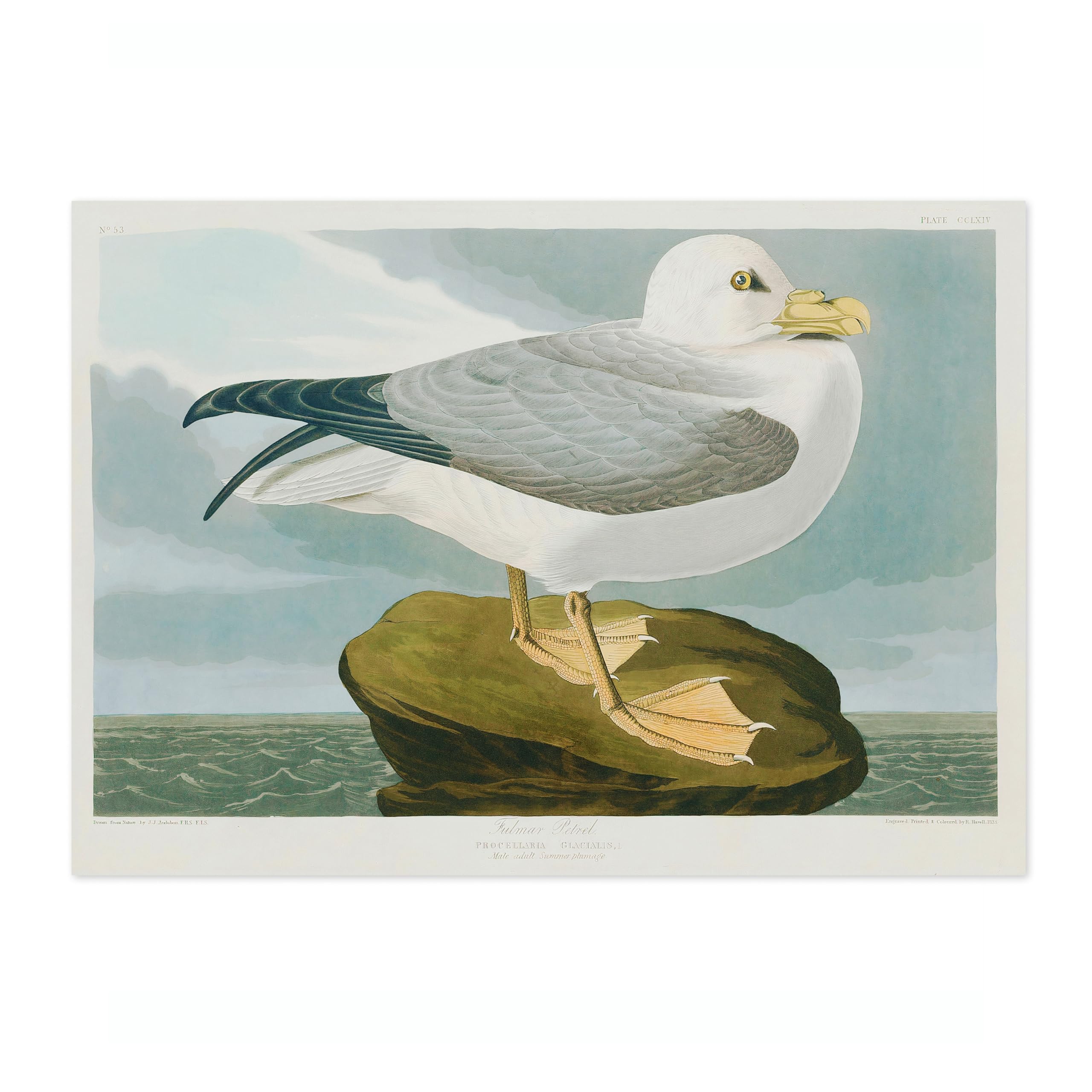 Seagull Poster John James Audubon Vintage Bird Illustration Antique Print Ornithology Art, Archival Matte, A1 (Print Only) - 84.1x59.4cm