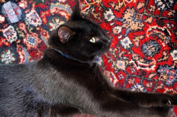 Review Image by A. Poser