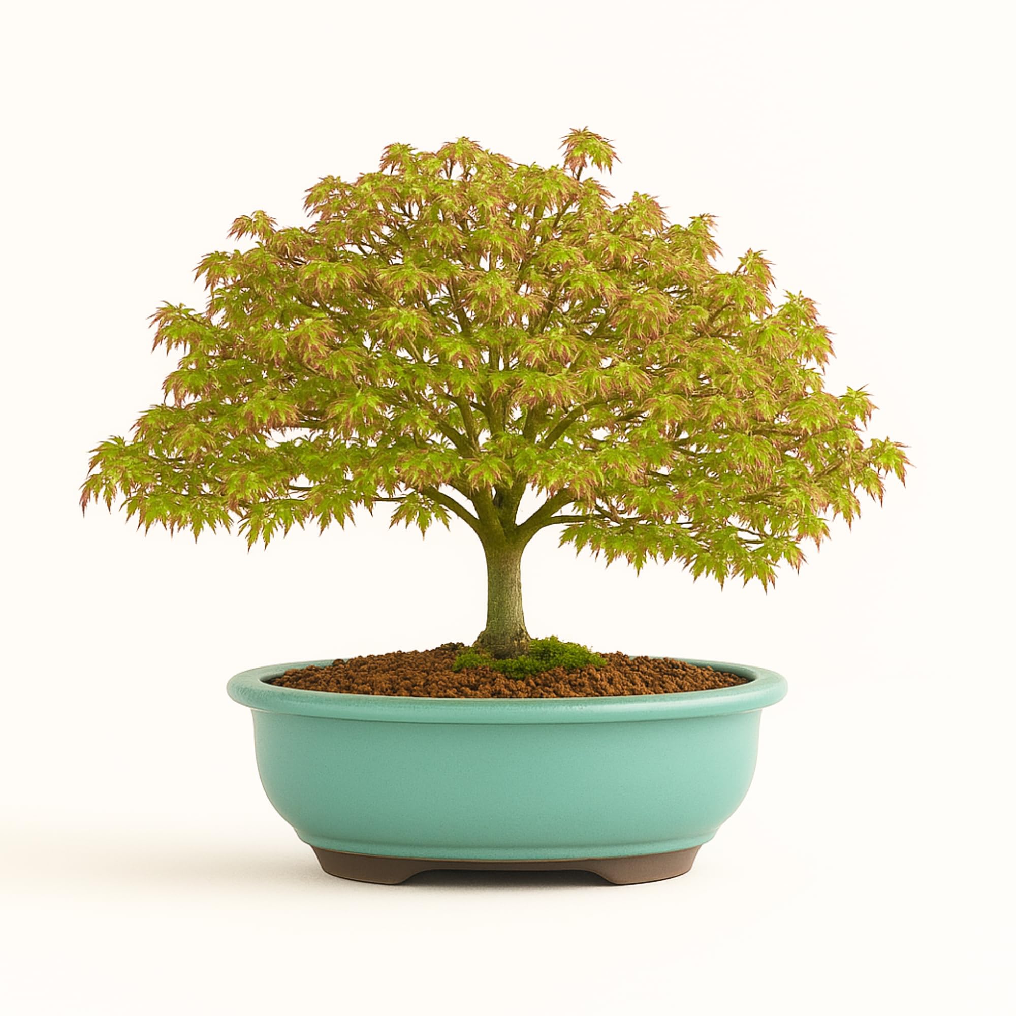 Kiyohime Ahorn Bonsai  Acer palmatum  Japanischer Fcherahorn in 23 cm  Schale  Kompakt & Laubwechselnd  Premium Echtpflanze  Indoor/Outdoor   Herbstfrbung : Amazon.de: Garten