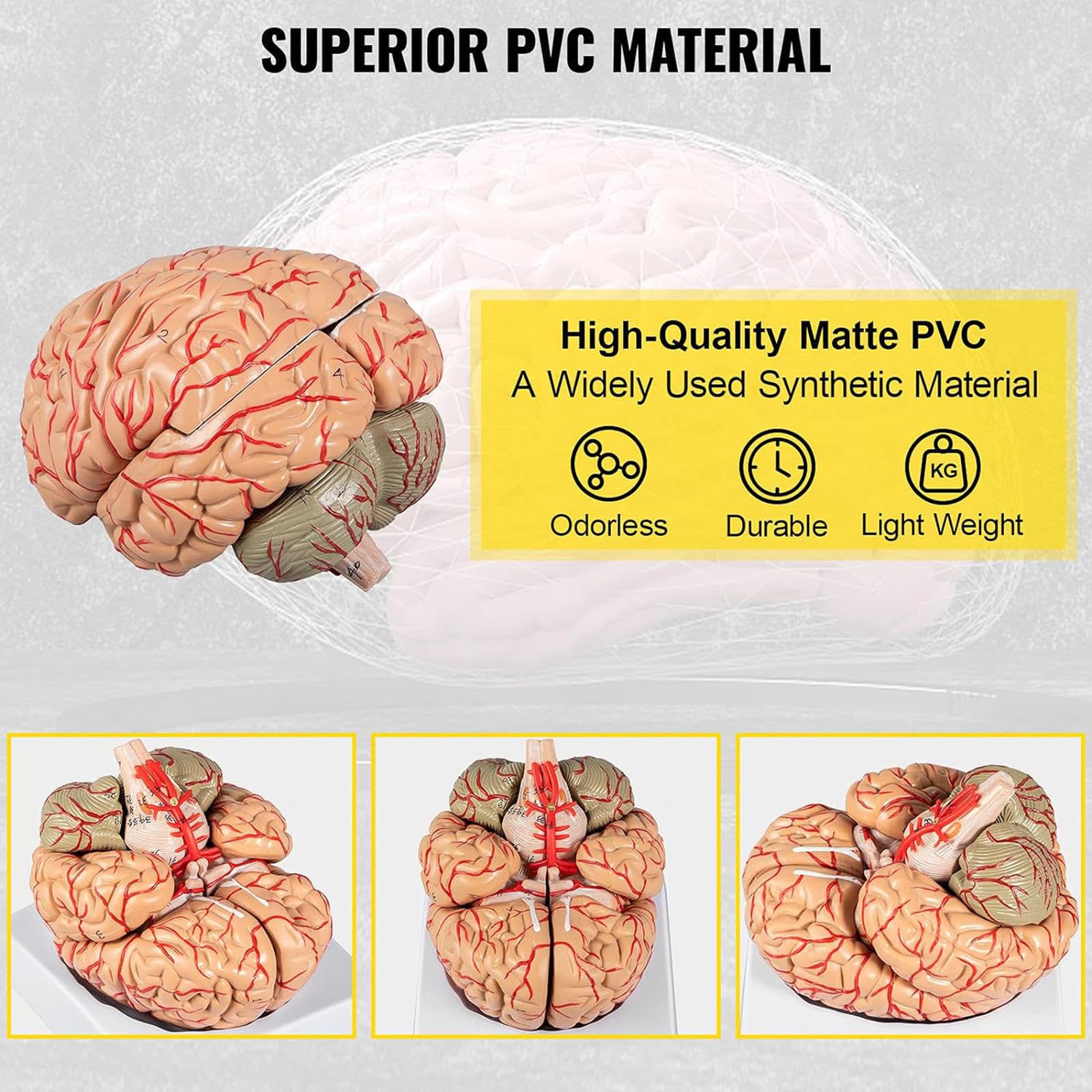 Amazon.co.jp: 人間の脳の模型 解剖学 9-部分モデル 脳のラベルと