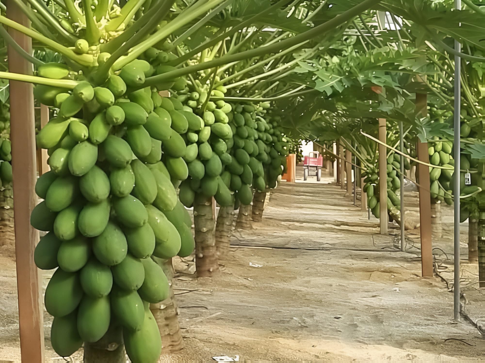 Taiwan Red Lady 786 F1 Hybrid Papaya Seeds, 200 Seeds Pack, Early Maturity in 6-8 Months, Disease Resistant - Image 5 thumbnail