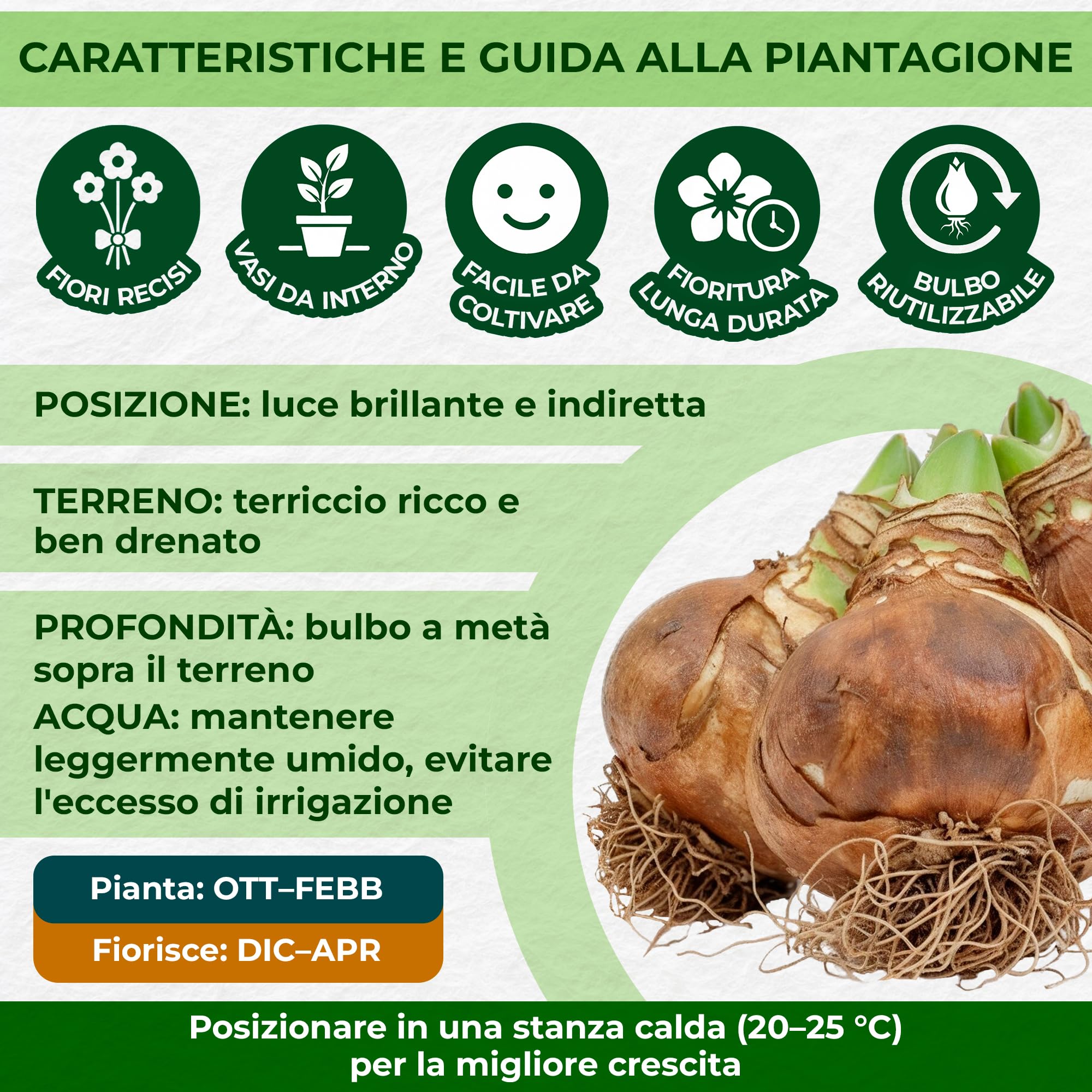 Bulbi di Amaryllis Collezione Economico - 3 Bulbi Fiori in grande formato 26/28 - Piante e Fiori Esclusivi dall'Olanda - Autentici Hippeastrum (non semi, senza cera e non artificiali)